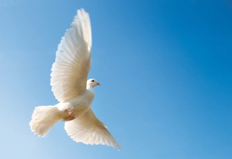 Citizens for Global Solutions Launches Peackeeping Report