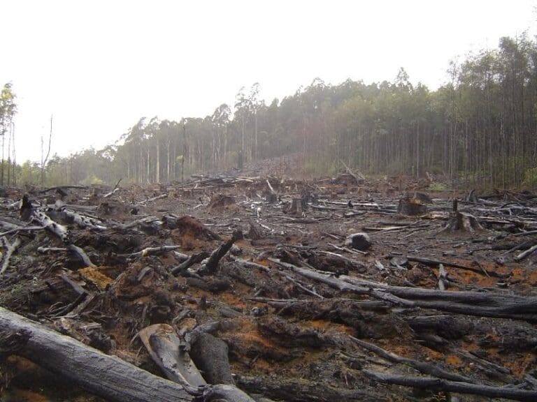 Deforesting the Planet