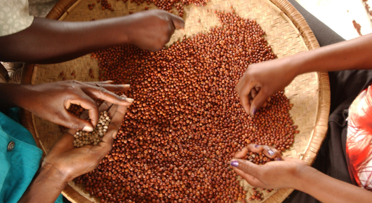 The Patenting of Nature Threatens Food Security and Sovereignty