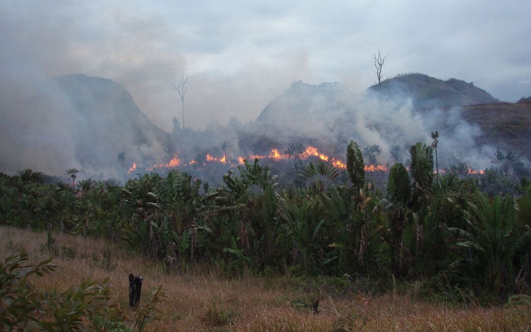 Deforestation: The Shrinking Forests of Our Planet