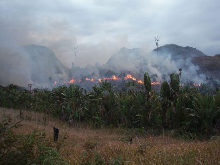 Deforestation: The Shrinking Forests of Our Planet