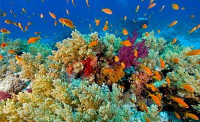 Common Oceans: The Vision of Elisabeth Mann Borgese