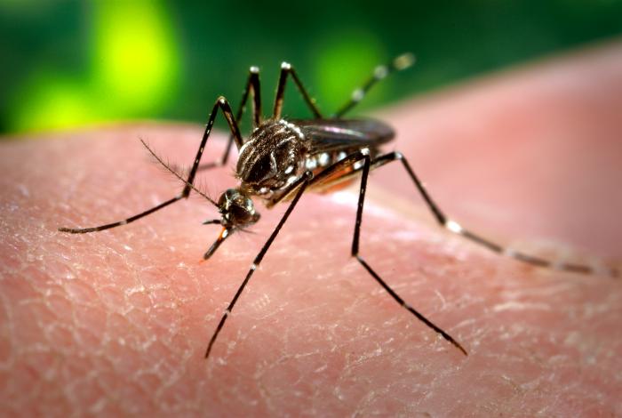 Zika? Or Should We Say “Eureka!”?